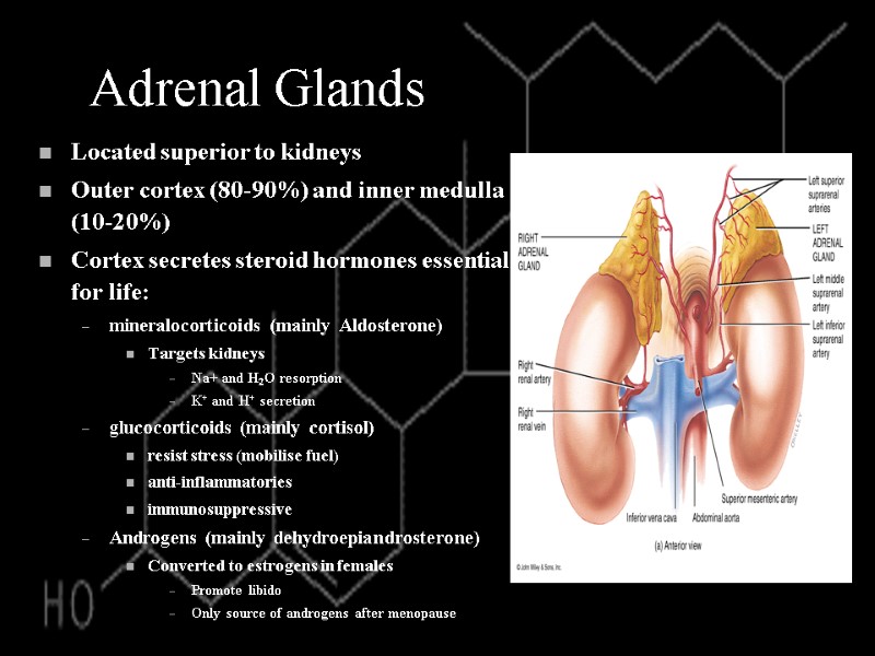 Adrenal Glands Located superior to kidneys Outer cortex (80-90%) and inner medulla (10-20%) Cortex